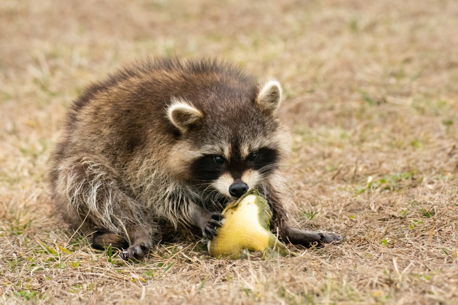 Енот-полоскун 4.jpg