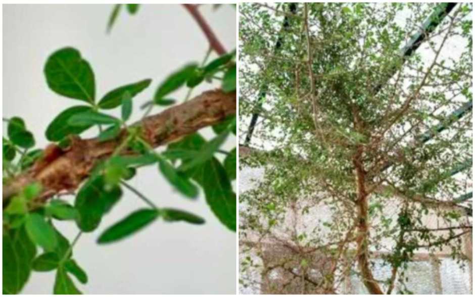 Ученые из 1000-летней косточки вырастили дерево — его упоминали в Библии.jpg