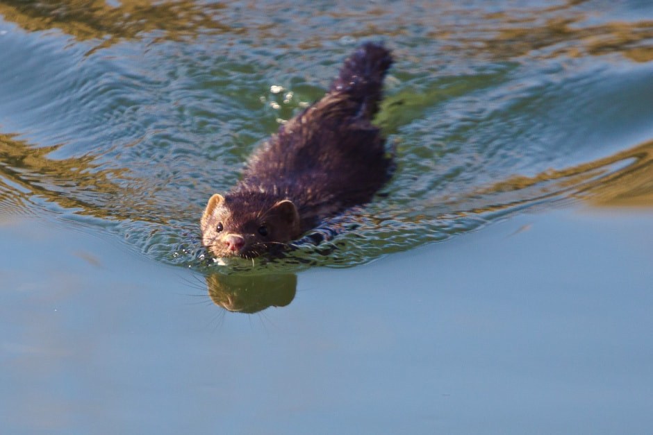 Американская норка 9.jpg