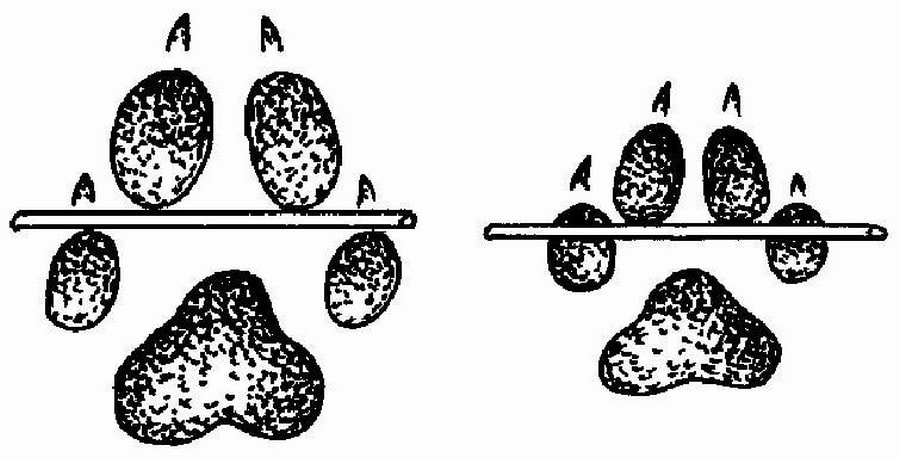 Следы животных 11.jpg