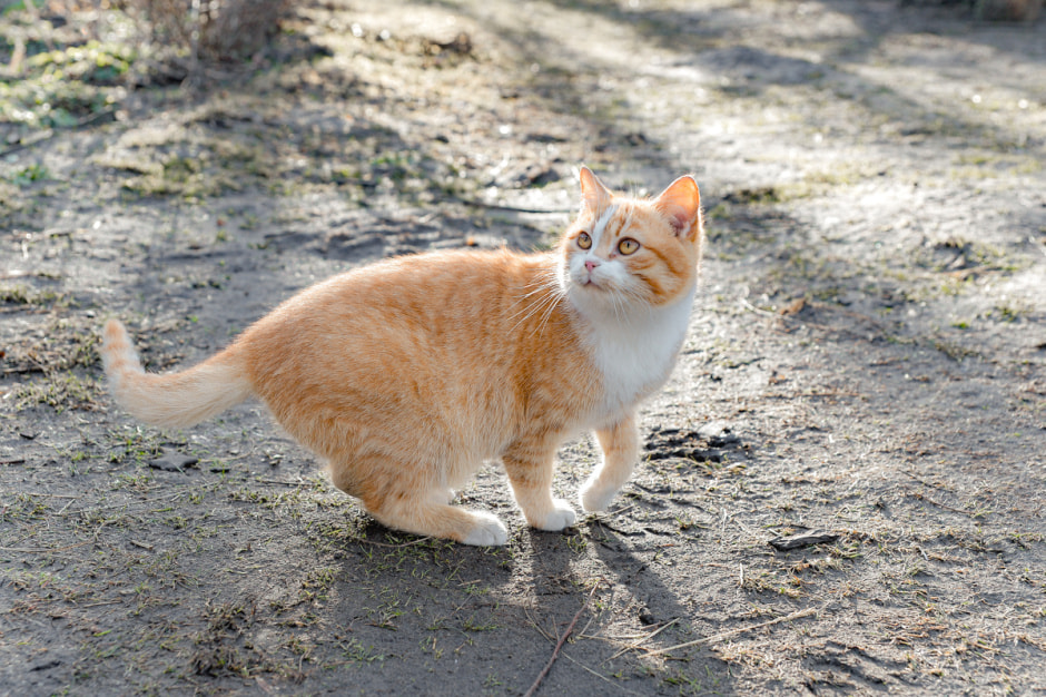 Деревня затопленная Припятью-54.JPG