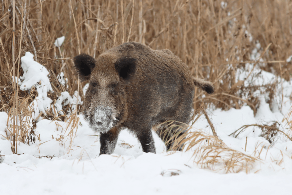 Дикая природа кабан 8.png