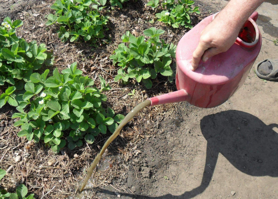 strawberry_watering2.jpg