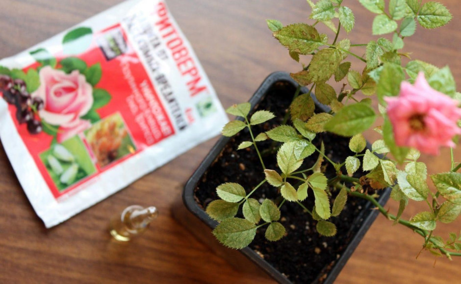 Как бороться с паутинным клещом 9.jpg