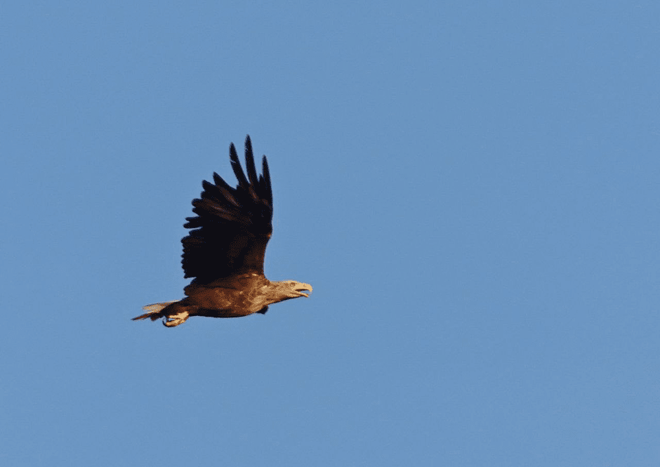 Почему птицы возвращаются в Беларусь зимой 6_Орлан-белохвост.png