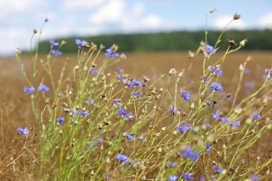 Фиточаи Калина 13.jpg