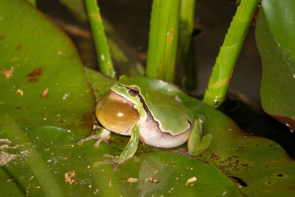 4-Самец квакши надул свой горловой резонатор.jpg