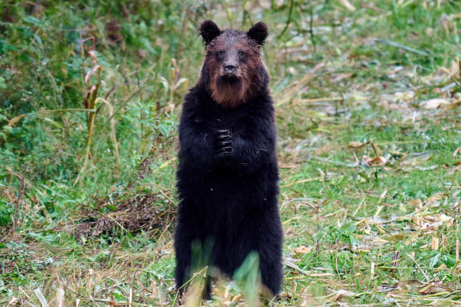 Медведь.jpg Медведь.jpg