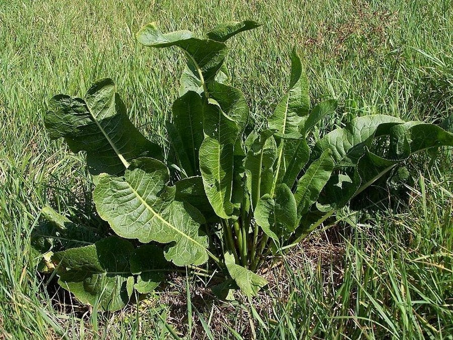 Как вырастить и приготовить хрен 5.jpg