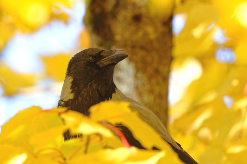 Врановые птицы Беларуси 7.jpg