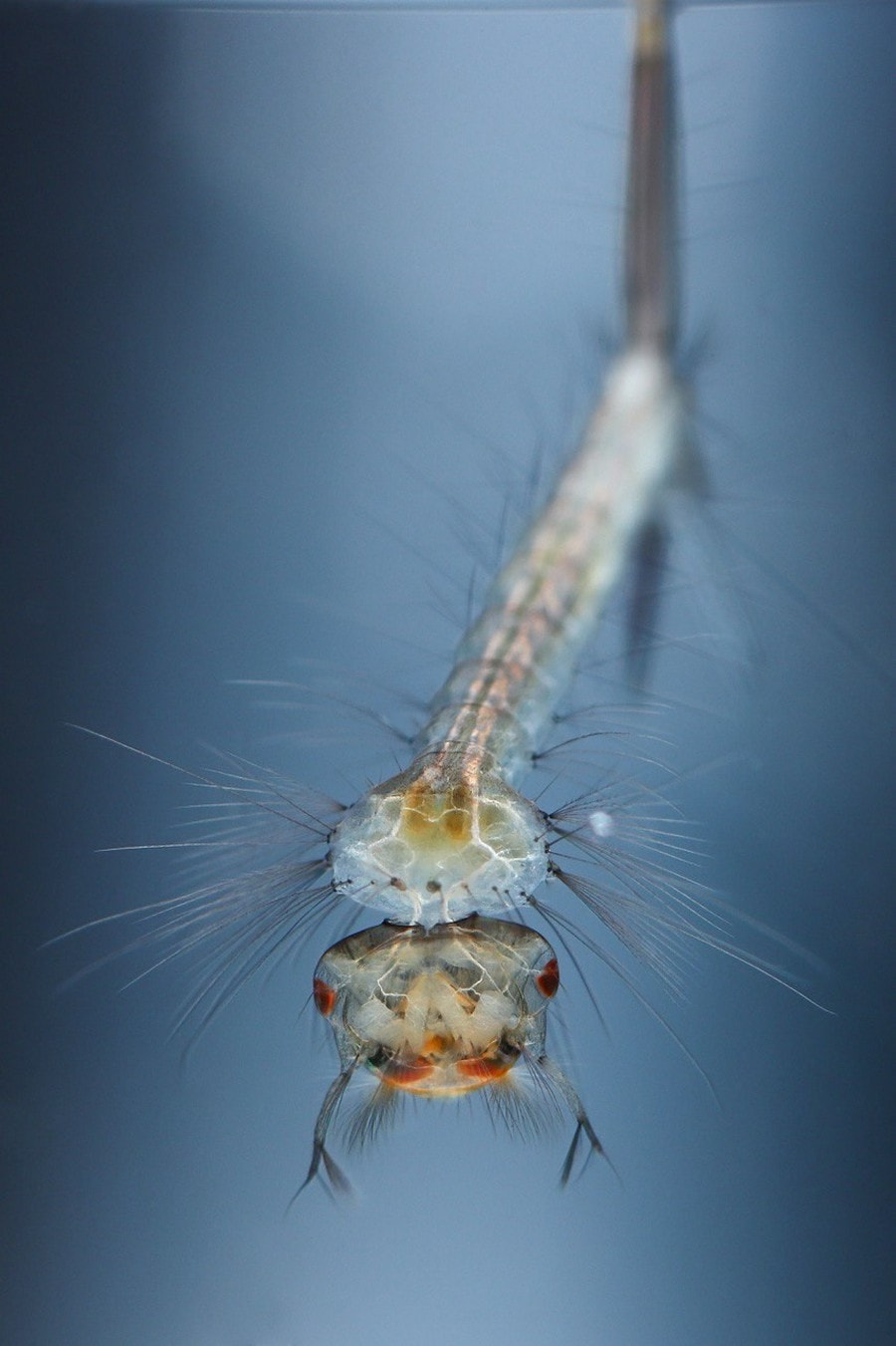 12-Личинка Кулекса.jpg