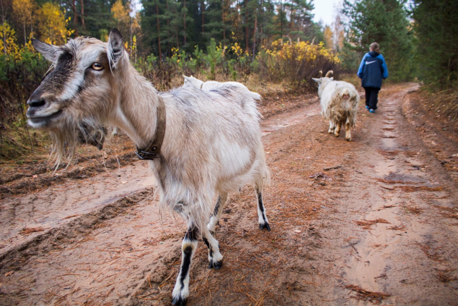 Одни на целый хутор Красный бор 20.jpg