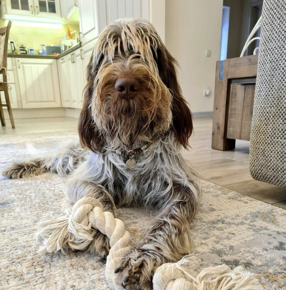 Пес 2.jpeg Пес 2.jpeg