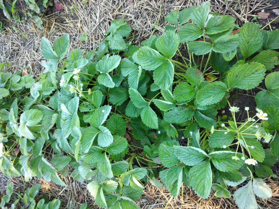 Повторное цветение 4.jpeg