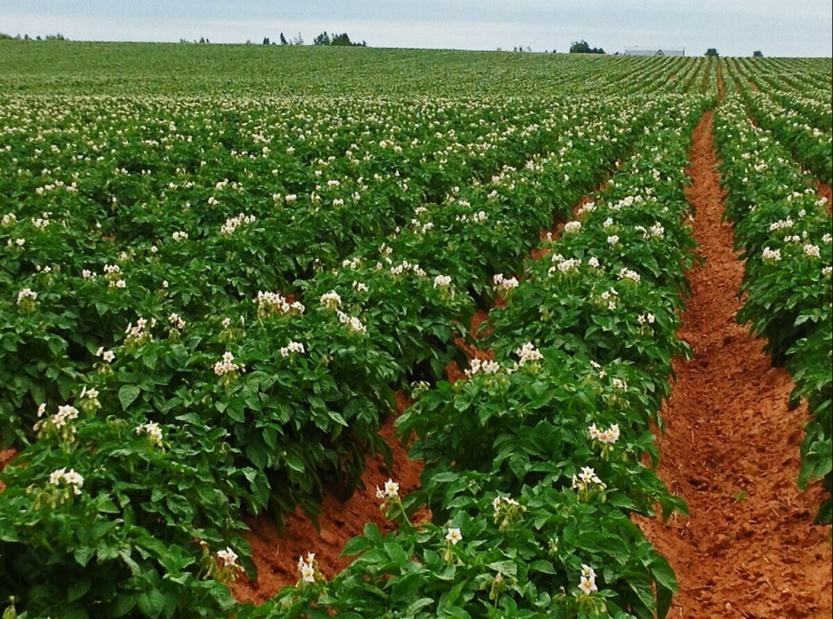 картофельное поле