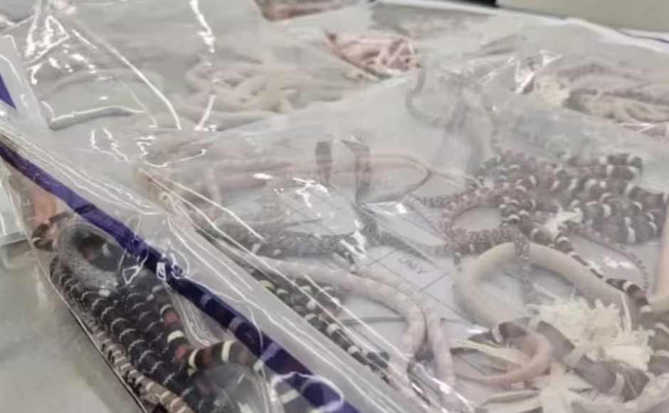 Змеи в китае .jpg