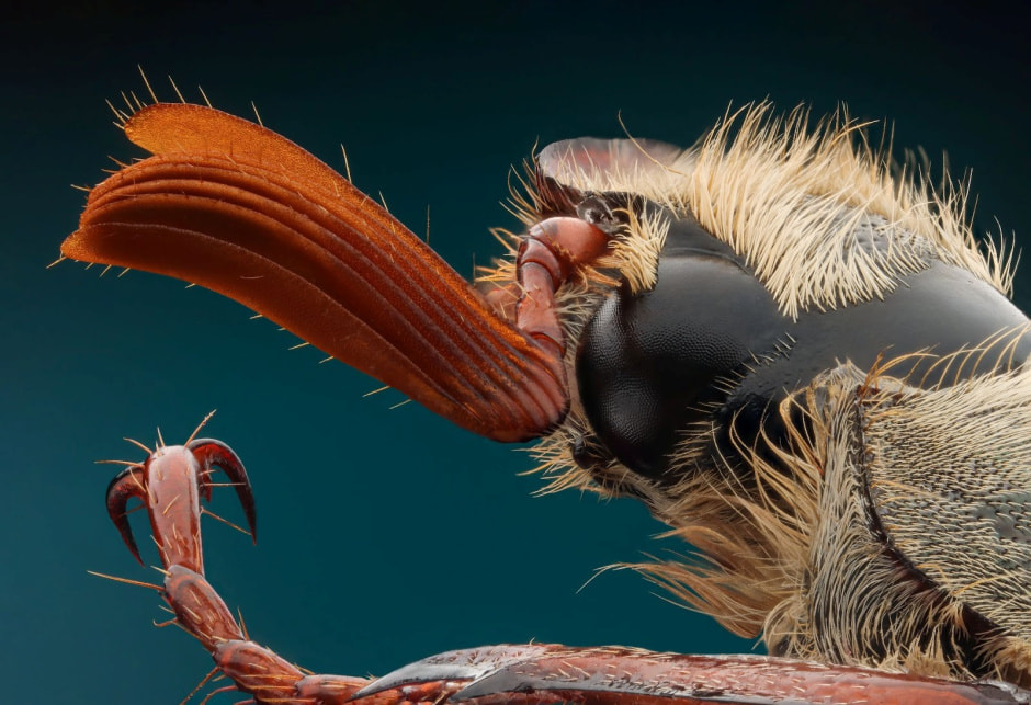 Финалисты конкурса Дикая природа Беларуси-2024 13.jpg