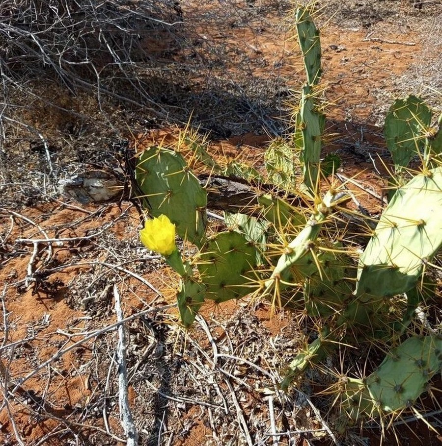 Мадагаскар 13.jpg