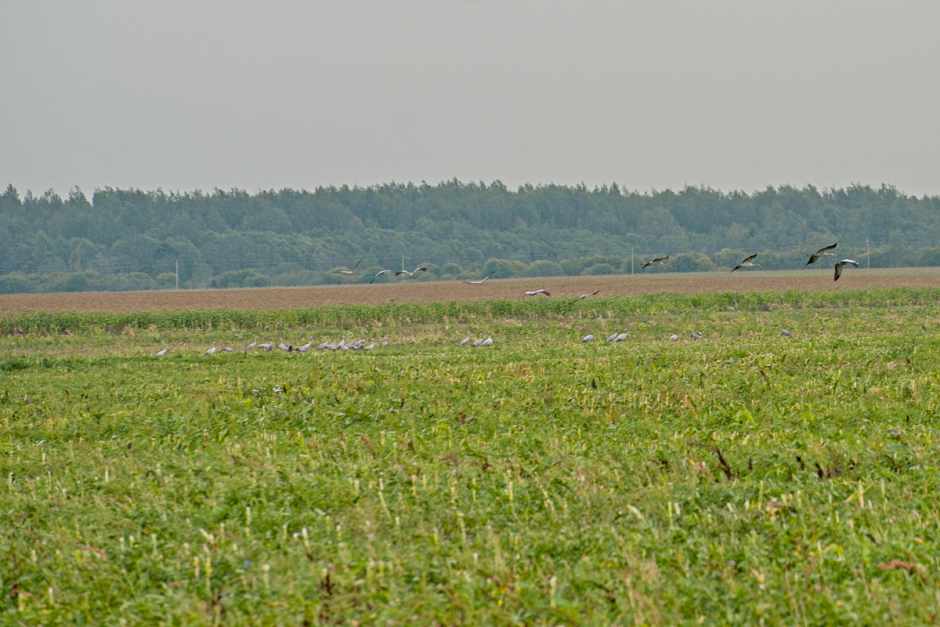 Серые журавли и Ельня 4.png