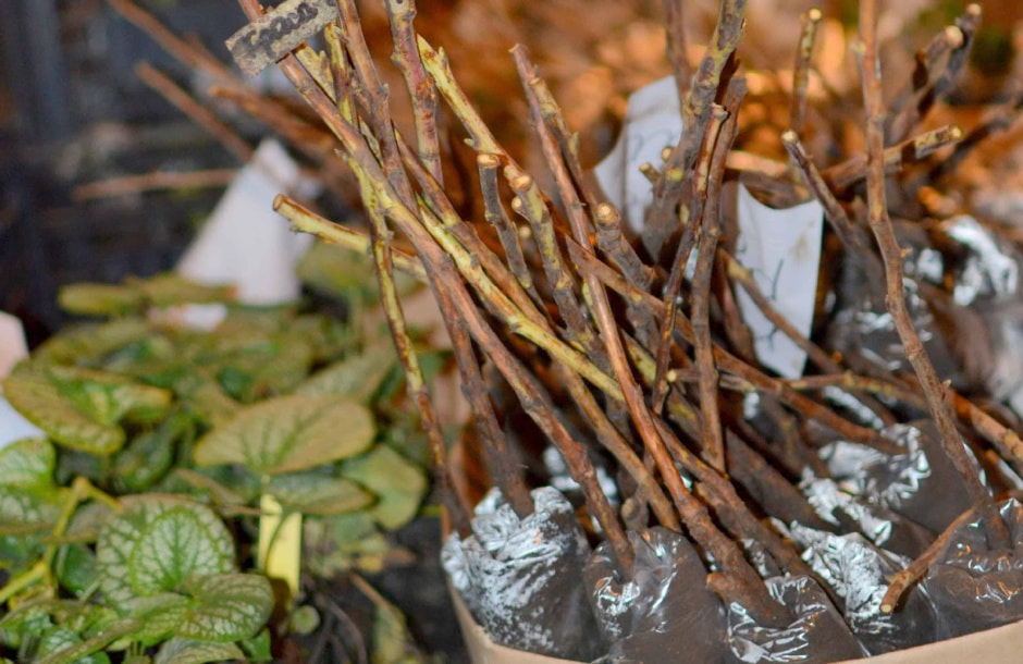 Сохраняем саженцы зимой 1.jpg