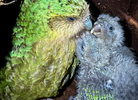Самый толстый и редкий попугай в мире не вымрет: у него рекордный сезон рождаемости