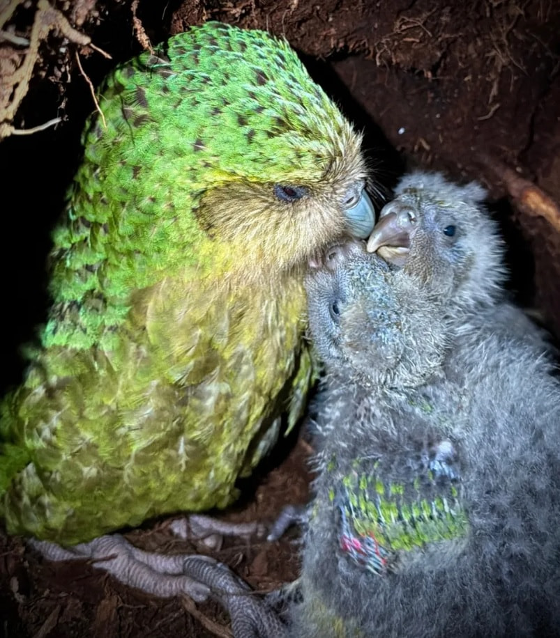 Птенцы какапо с матерью в гнезде
