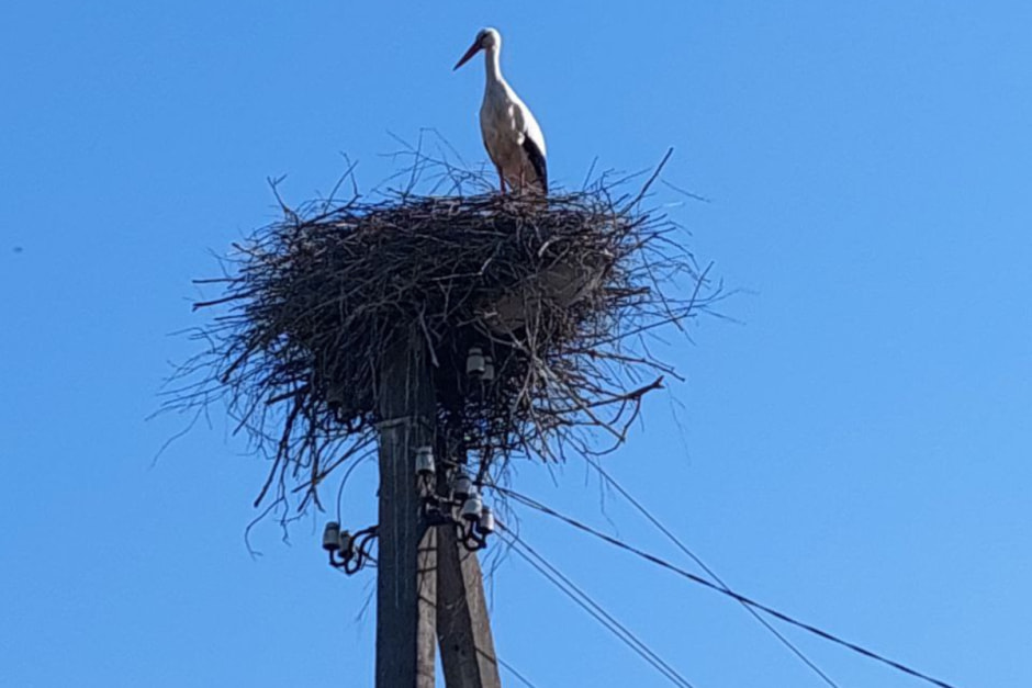 Екатерина Асомчик гнездо.jpg