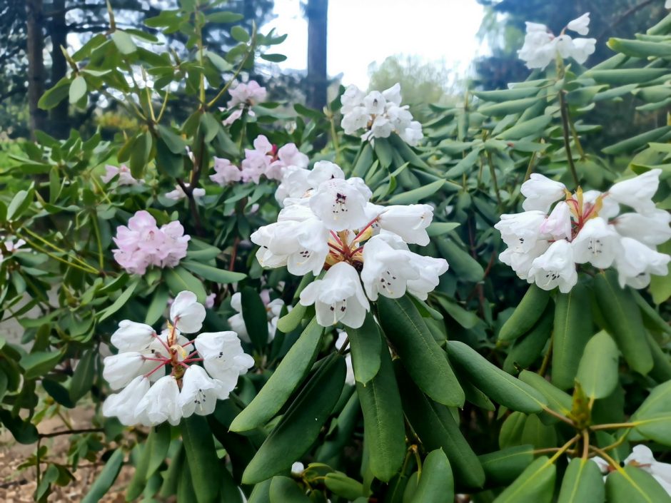 Прогулка по Ботаническому саду 5.png