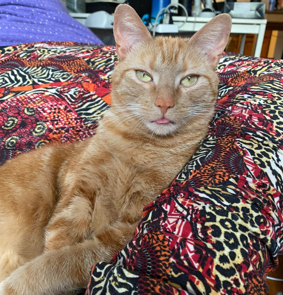 Кот в чемодане 3.jpg