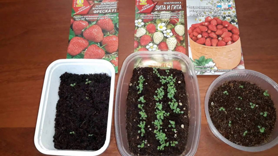 земляника 1.jpg