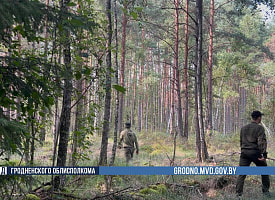 Телефон оставил в машине: под Гродно 180 человек все еще ищут пропавшего грибника