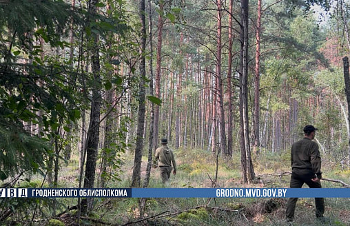 “Допустил грубейшую ошибку”: под Гродно 180 человек все еще ищут пропавшего грибника