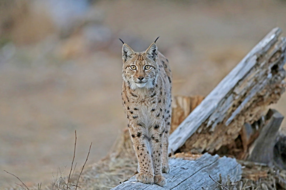 Следы животных 4.jpg