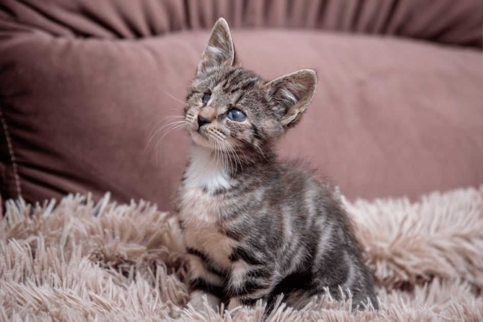 Закон о животных 3.png