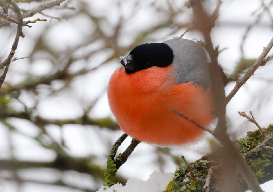 Инна Шкурко Снегирь.jpg