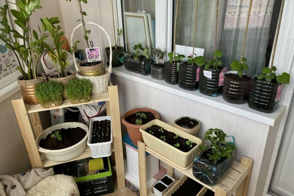 Огород на балконе 2.jpg