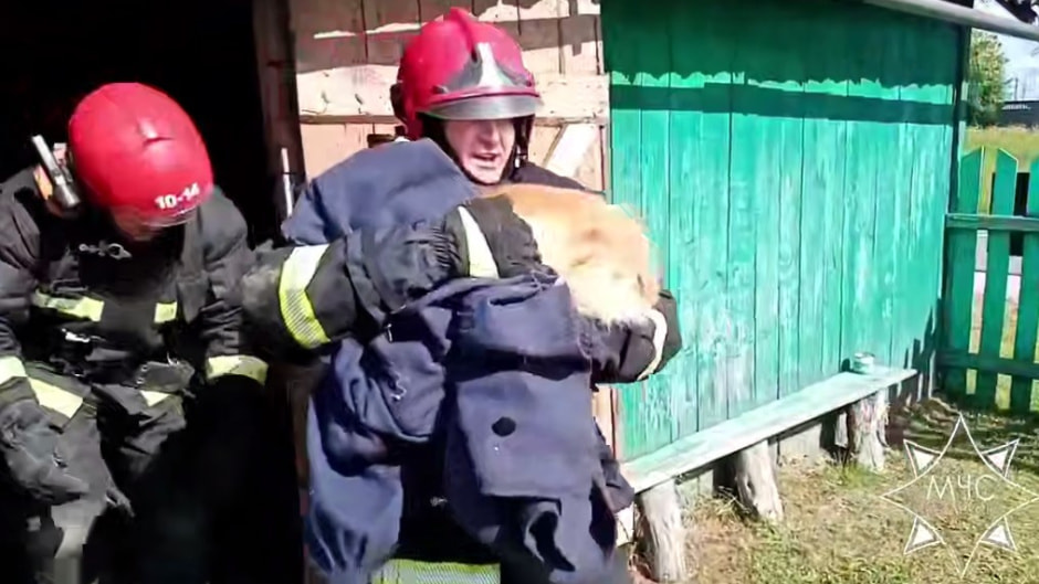собака