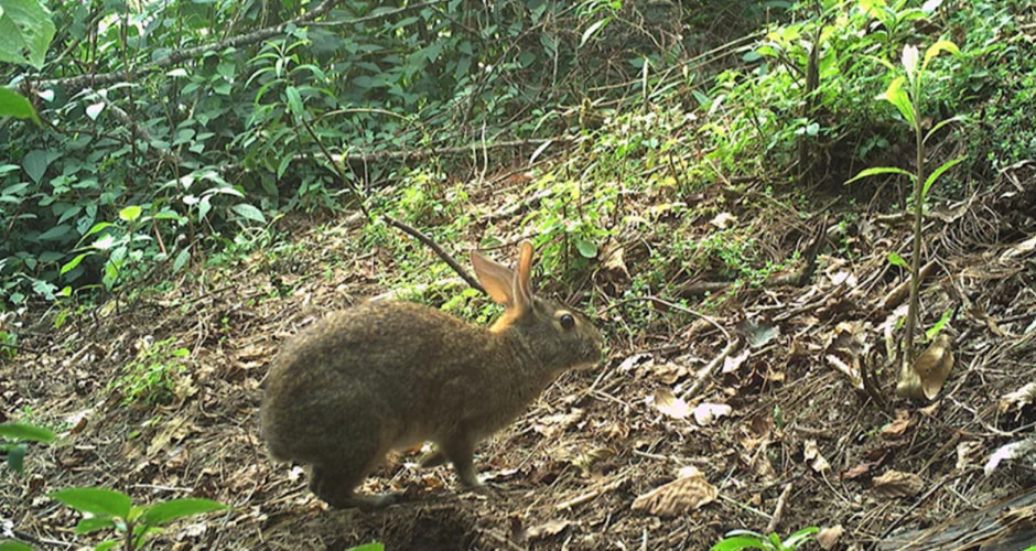 кролик мпксика.jpg