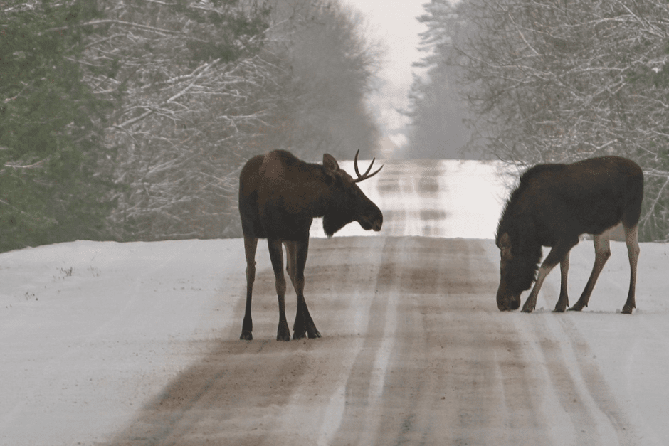 Заяц-беляк 11_Лоси на дороге.png