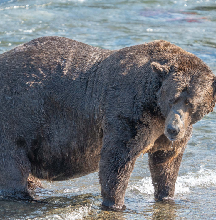 медведь аляска.png