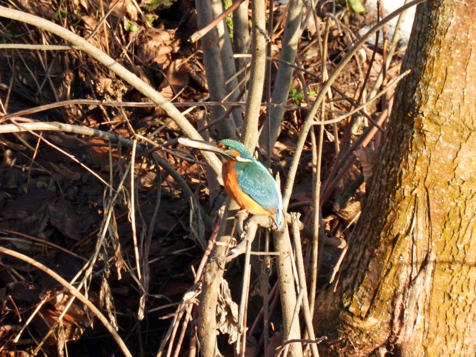 Зимородок 16.jpg