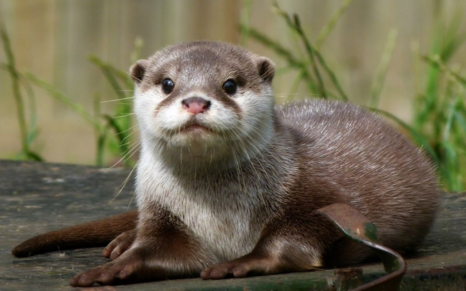 выдра милая