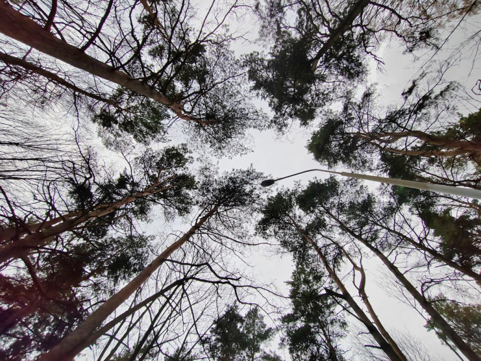 Парк 50-летия Октября 1.jpg