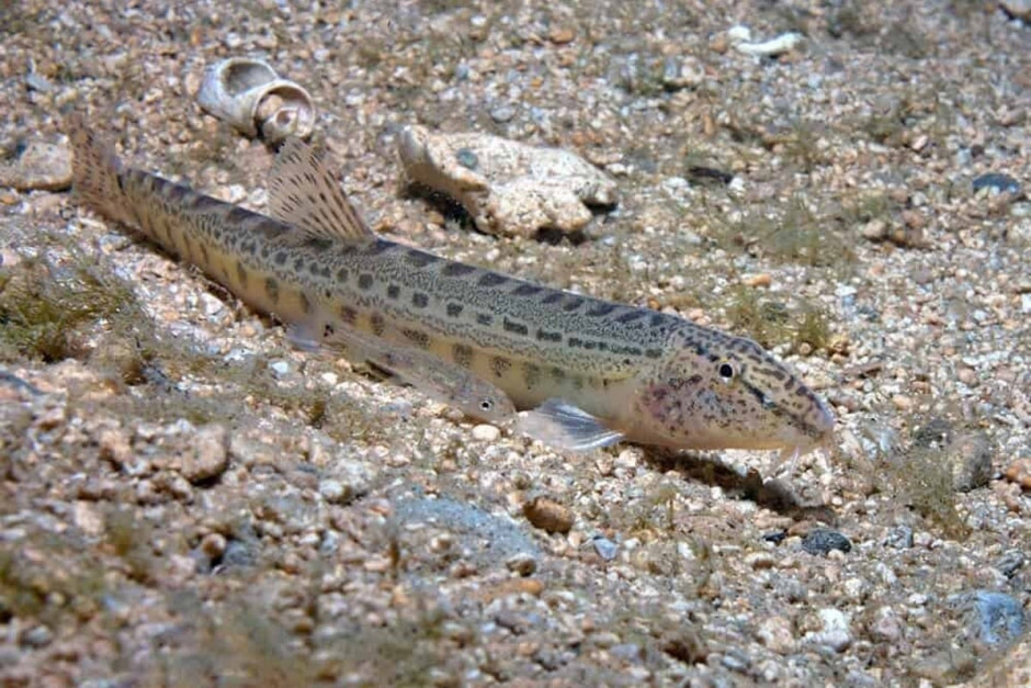 10-Щиповка и мальки.jpg