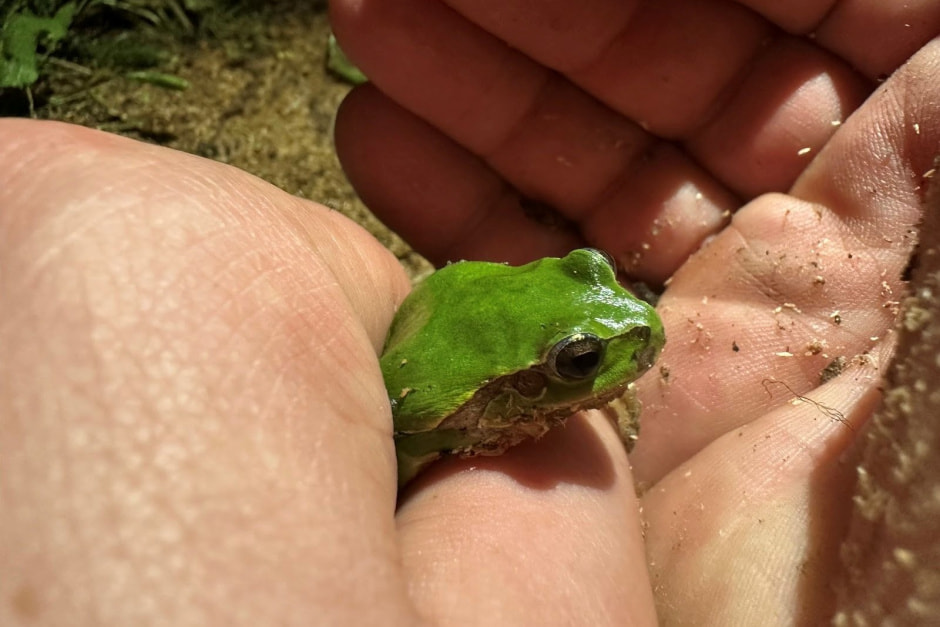 9-Квакша в руке.jpg