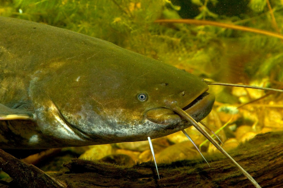 Сом в Беларуси 9.jpg