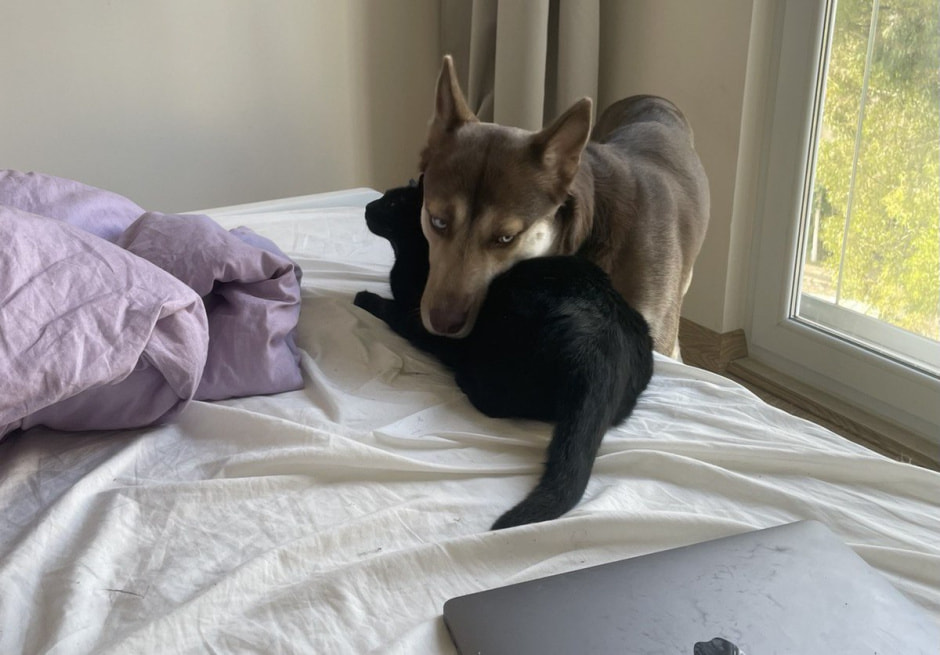 Переезд с животными 3.jpg