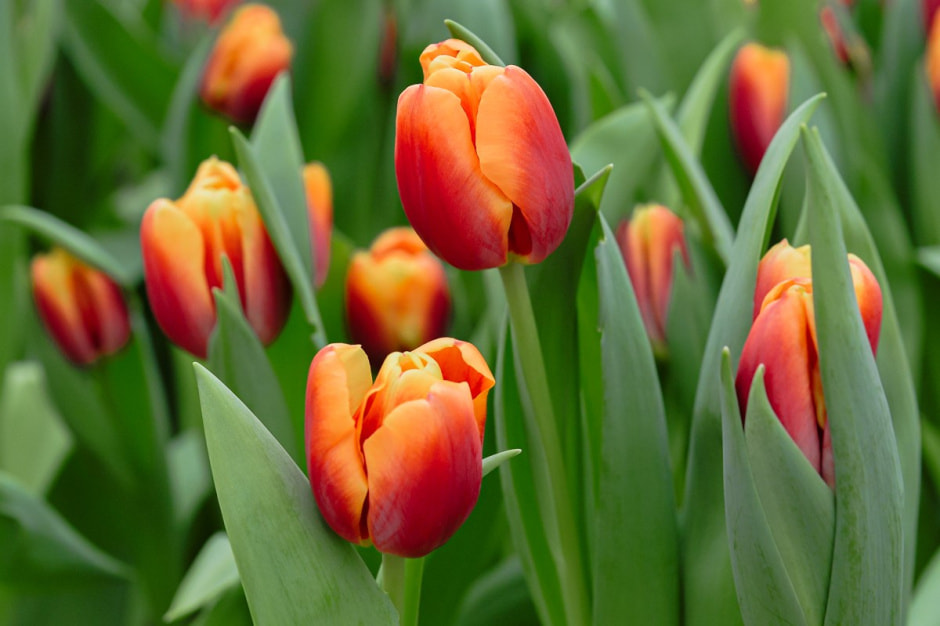 Репортаж из теплицы с тюльпанами 3.jpg