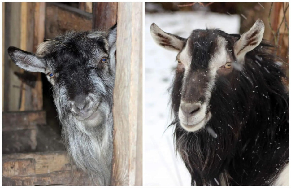 Спасение животных проект Земляне 13.jpg