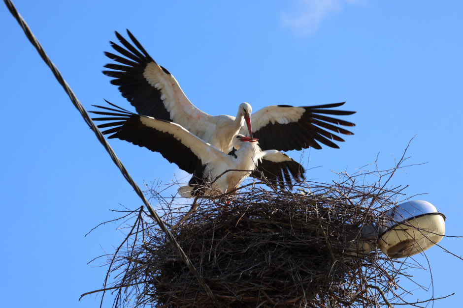 Аисты Шкурко.jpg